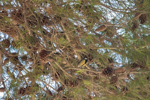 Great Tit