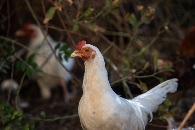 Chicken (Domestic)