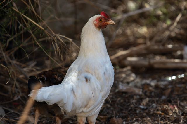 Chicken (Domestic)