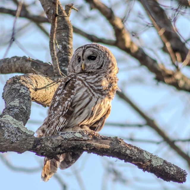 Barred Owl