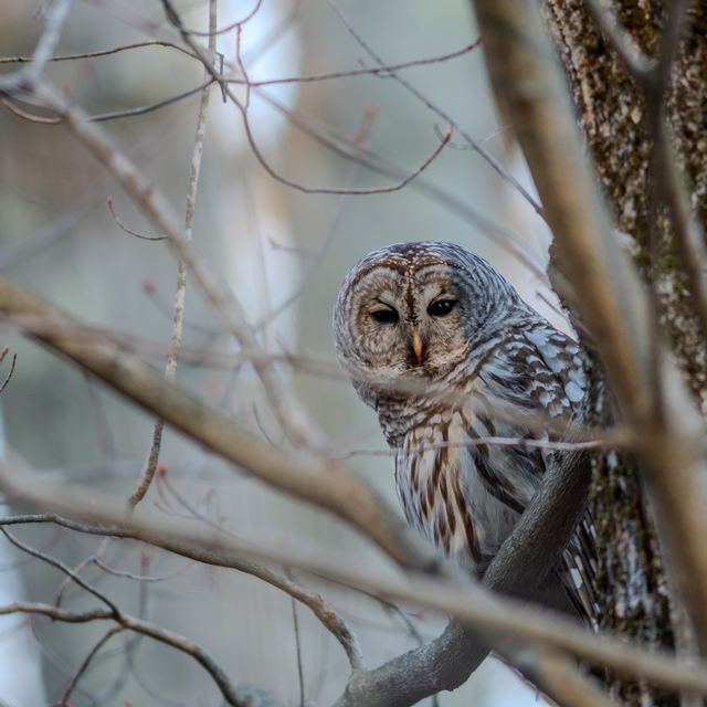 Barred Owl