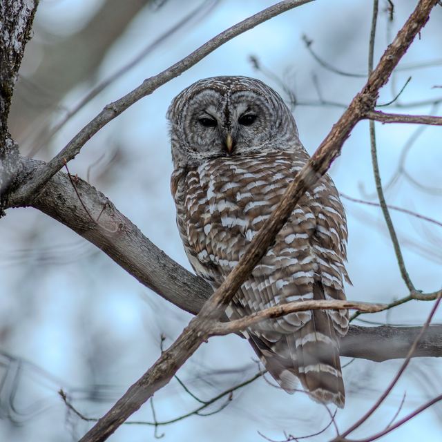 Barred Owl