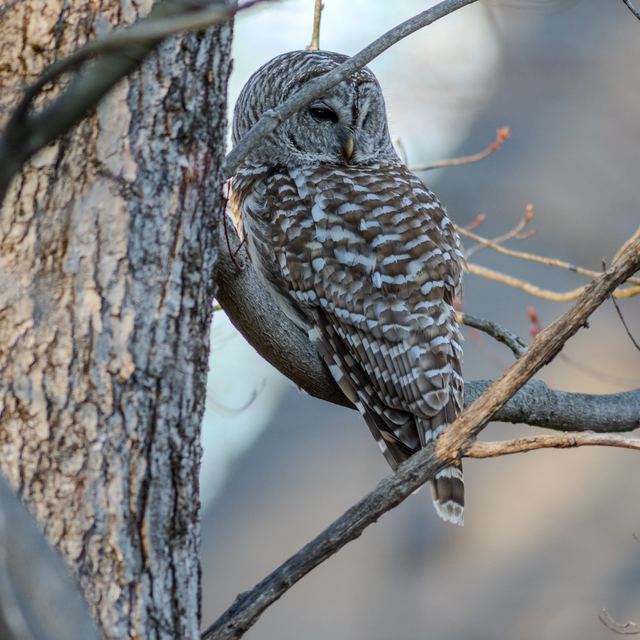 Barred Owl