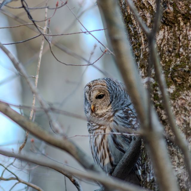 Barred Owl