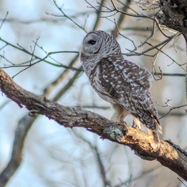 Barred Owl