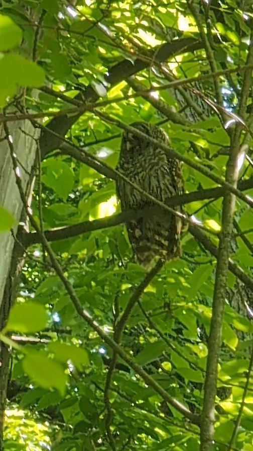Barred Owl