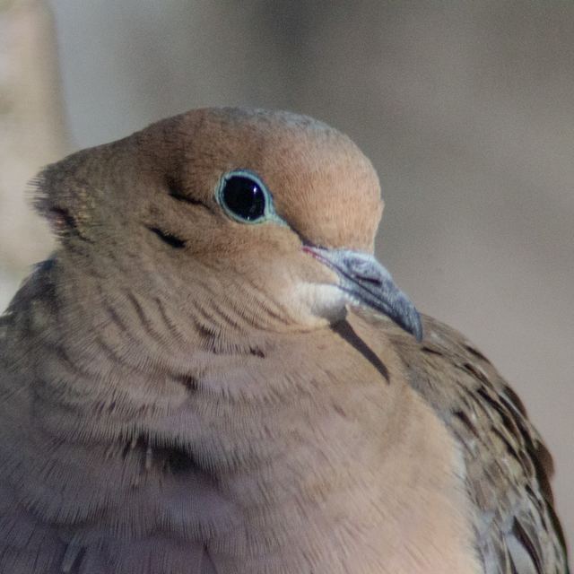 Mourning Dove