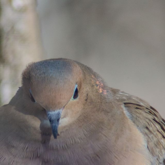 Mourning Dove