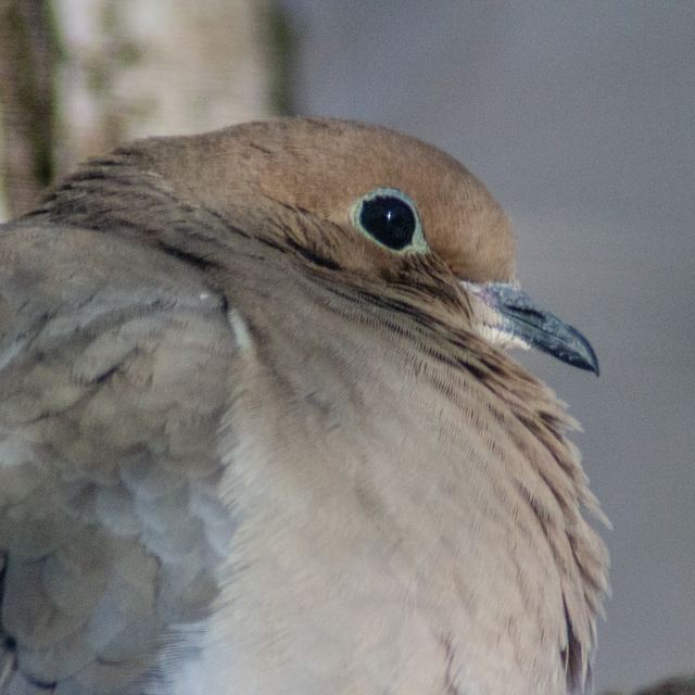 Mourning Dove