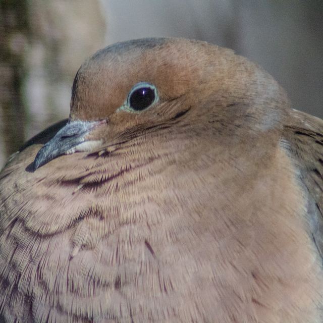 Mourning Dove