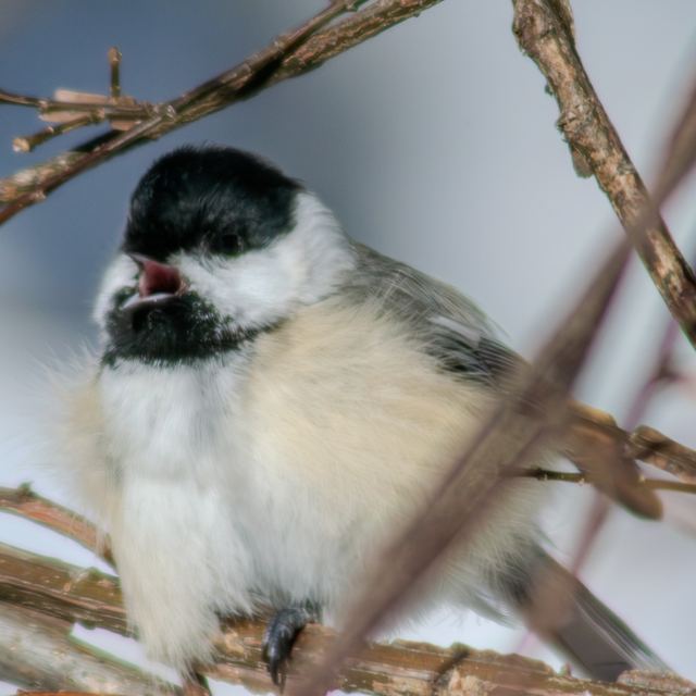 Black-capped Chickadee