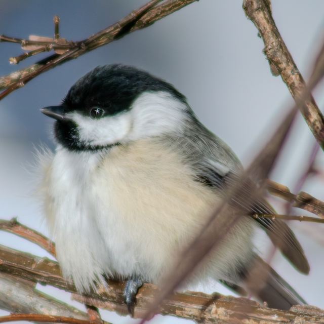 Black-capped Chickadee