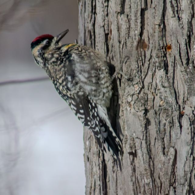 Yellow-bellied Sapsucker