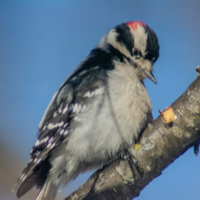 Downy Woodpecker