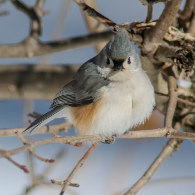 Tufted Titmouse