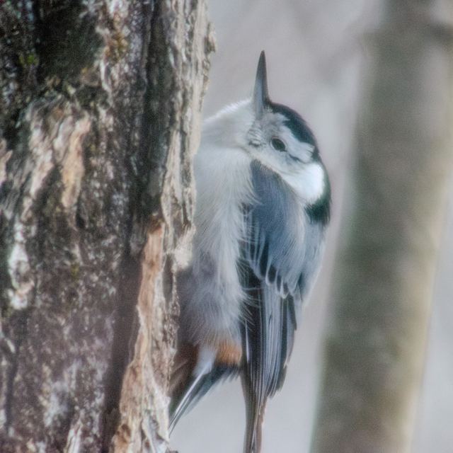 White-breasted Nuthatch