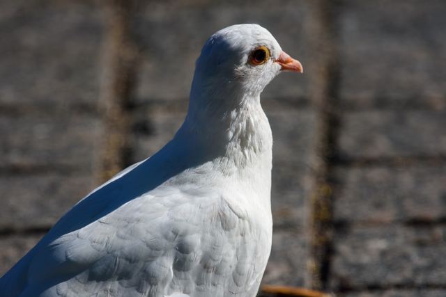 Rock Pigeon