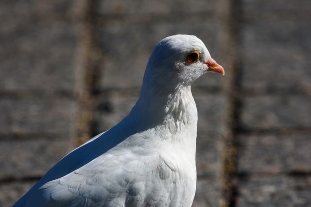 Rock Pigeon