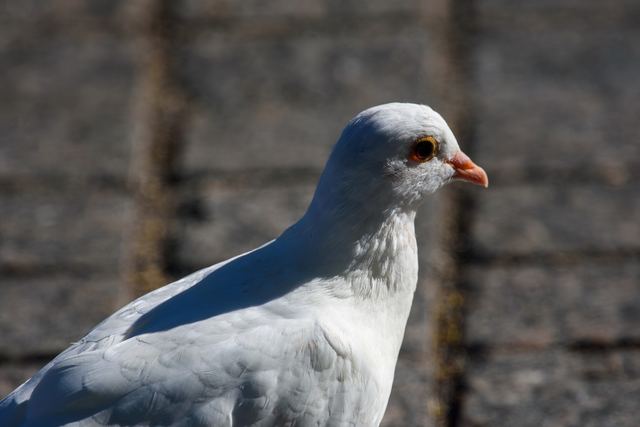 Rock Pigeon