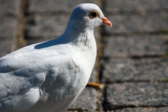 Rock Pigeon