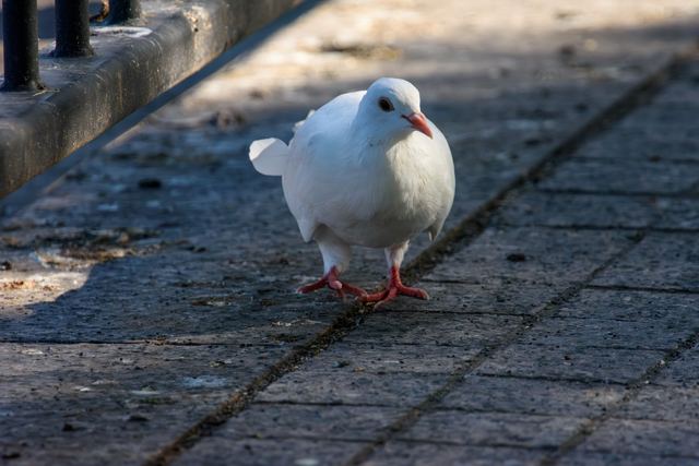 Rock Pigeon