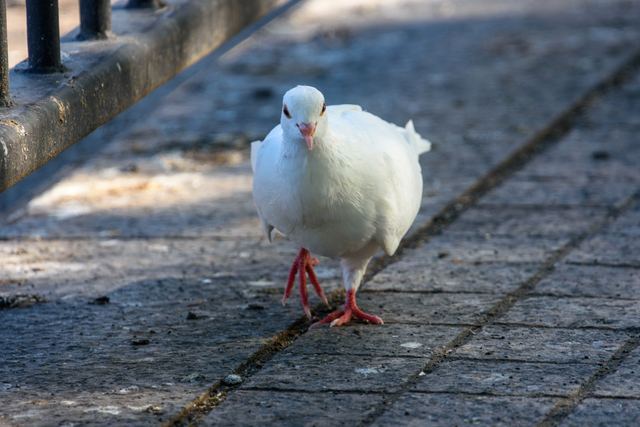 Rock Pigeon