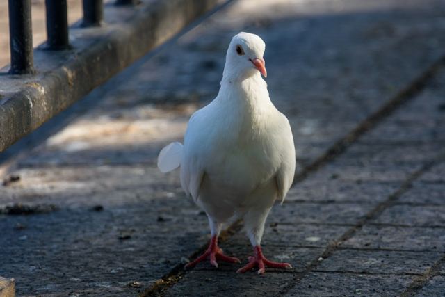 Rock Pigeon
