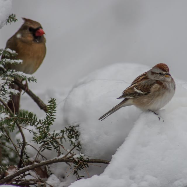 American Tree Sparrow