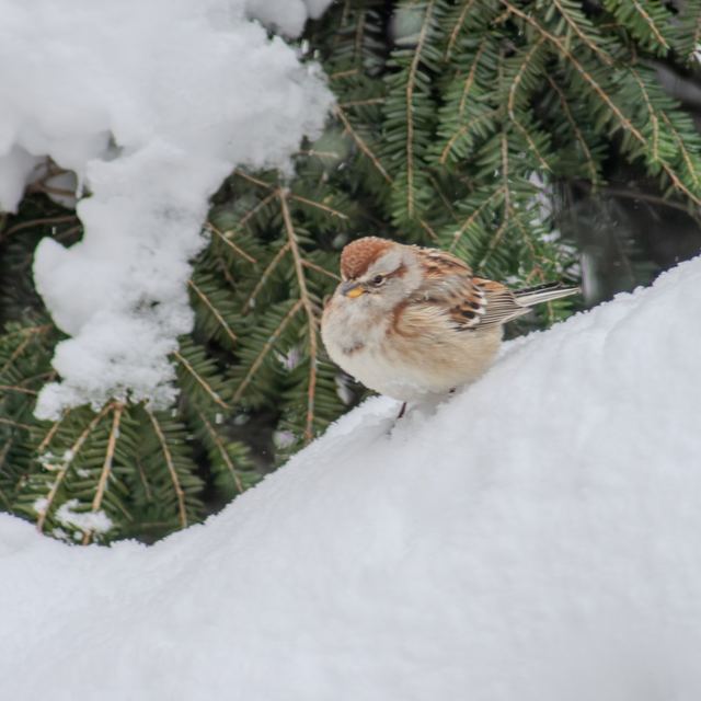 American Tree Sparrow