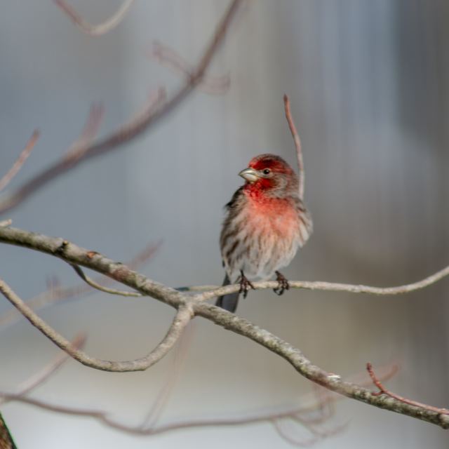 House Finch