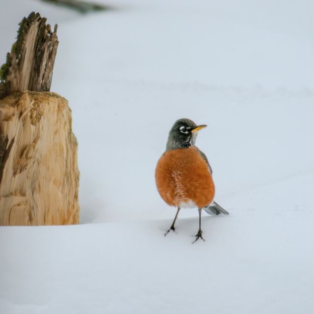 American Robin