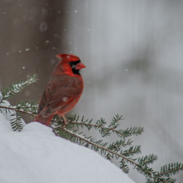 Northern Cardinal
