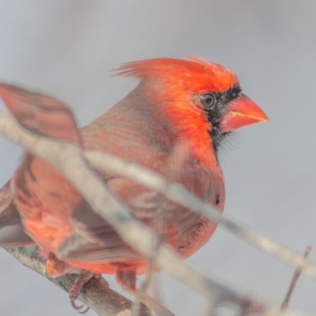 Northern Cardinal
