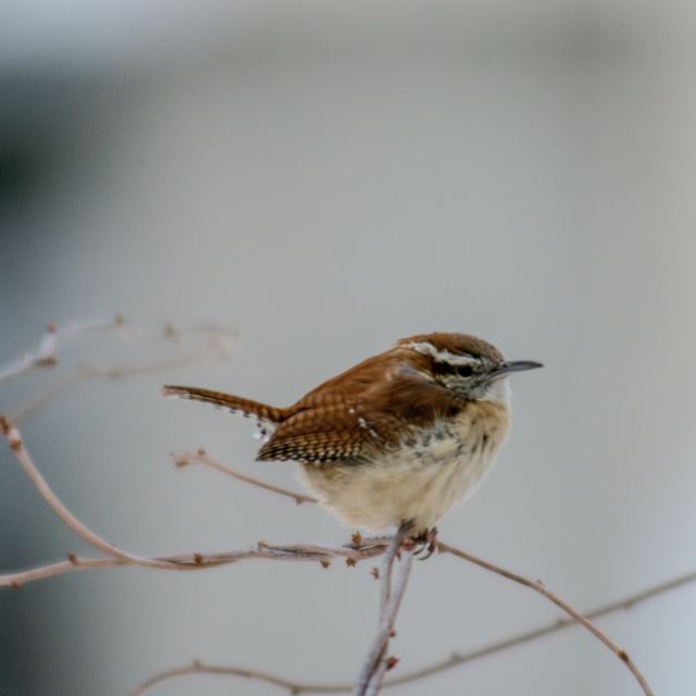 Carolina Wren