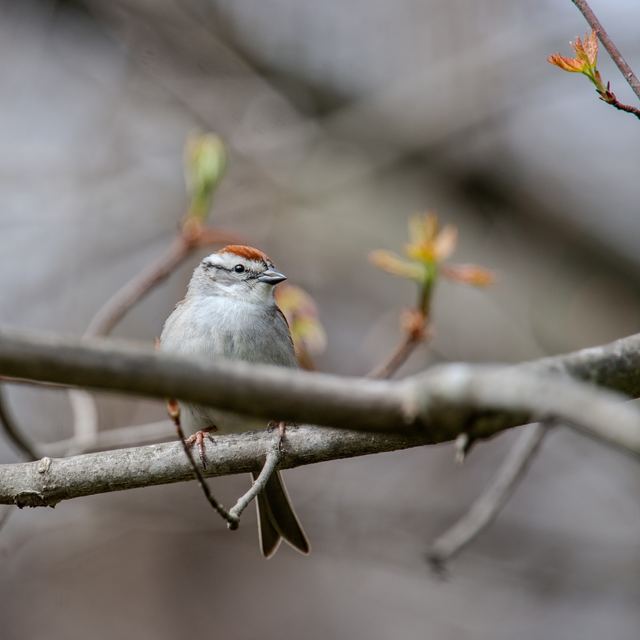 Chipping Sparrow
