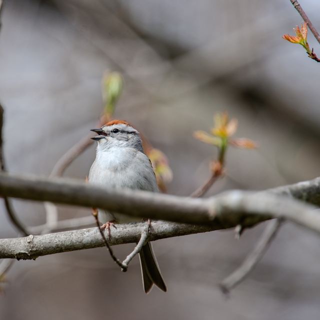 Chipping Sparrow