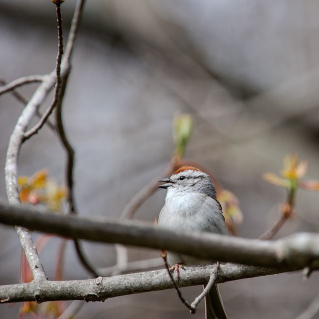 Chipping Sparrow