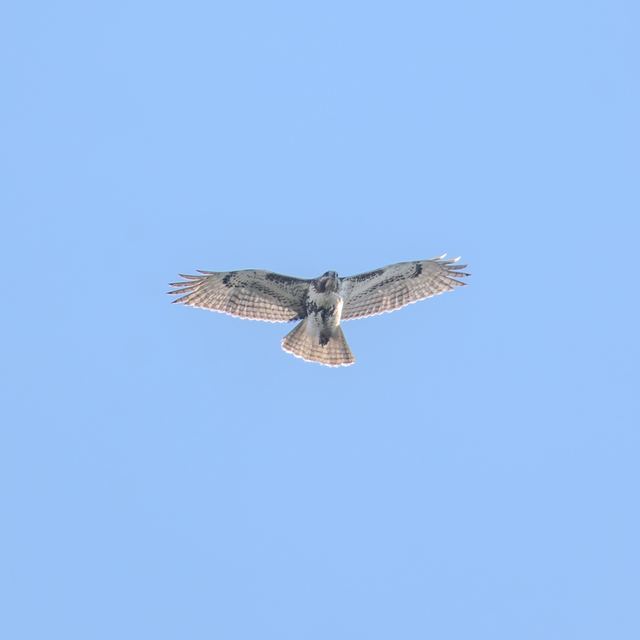 Red-tailed Hawk