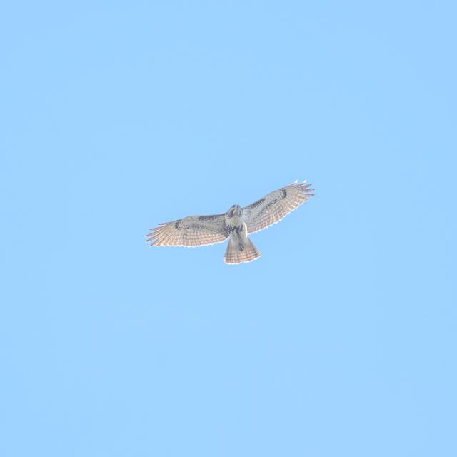 Red-tailed Hawk