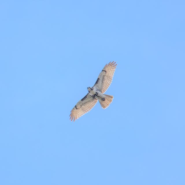 Red-tailed Hawk