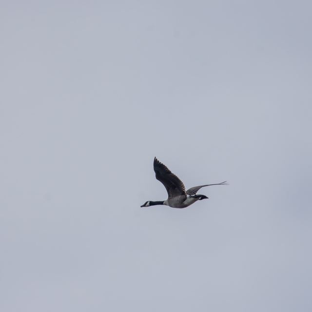 Canada Goose