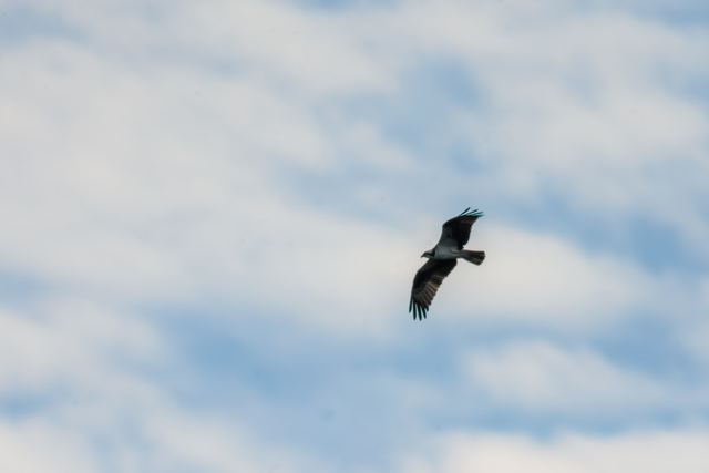 Osprey