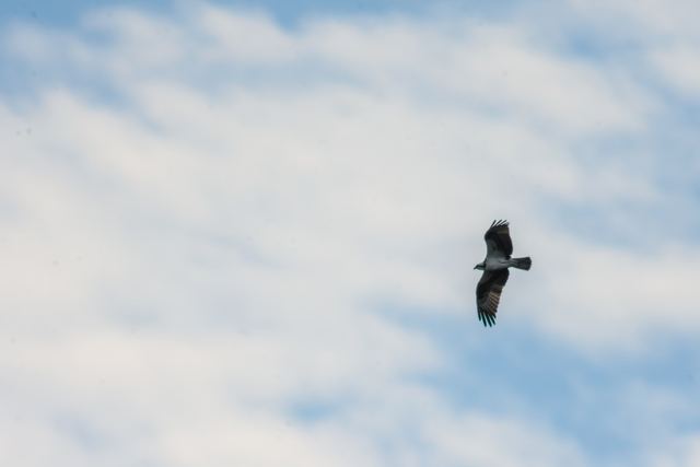 Osprey