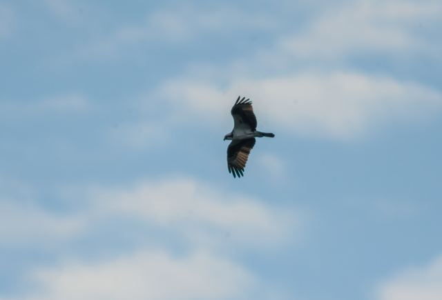 Osprey