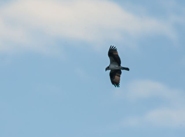 Osprey