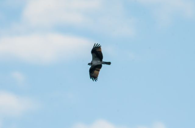 Bald Eagle