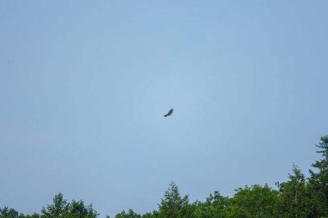 Bald Eagle