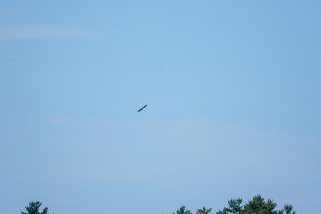 Bald Eagle