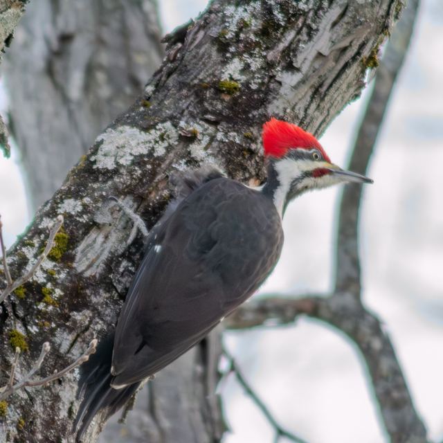 Pileated Woodpecker