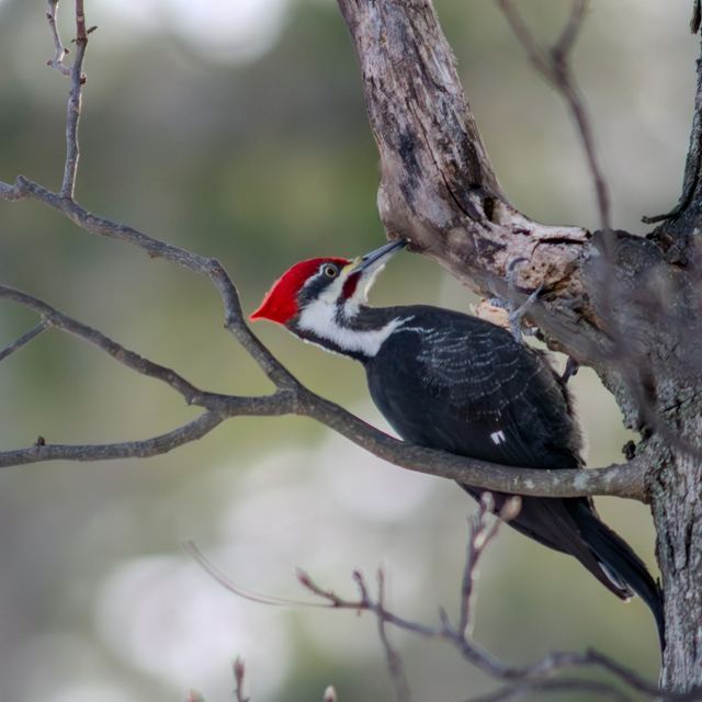 Pileated Woodpecker